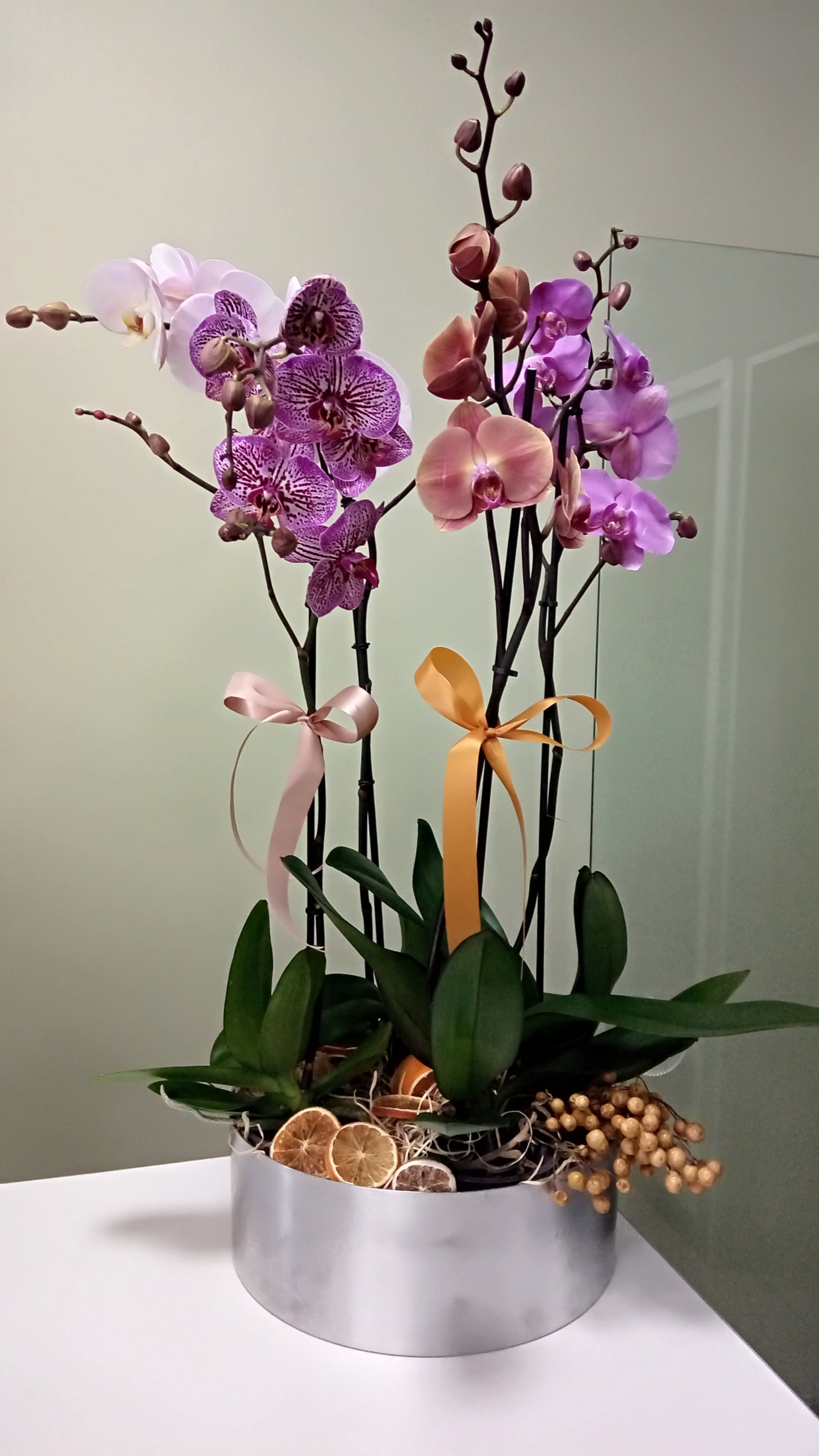Phalyonopsis